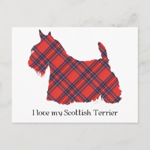 Scottish Terrier Stewart Tartan Postcard