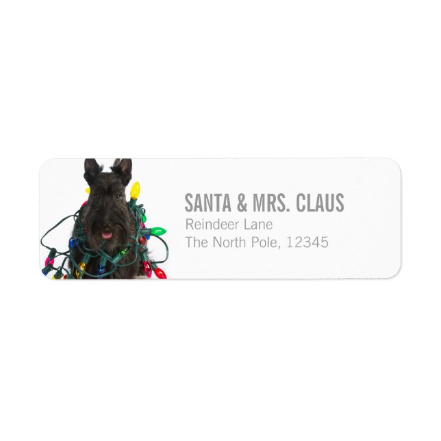 Scottish Terrier Tangled In Christmas Lights (Front)