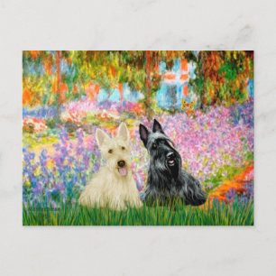 Scottish Terrier (two BW) - Garden Postcard