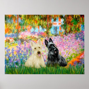Scottish Terrier (two BW) - Garden Poster