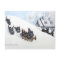 Scottish Terriers Sledding
