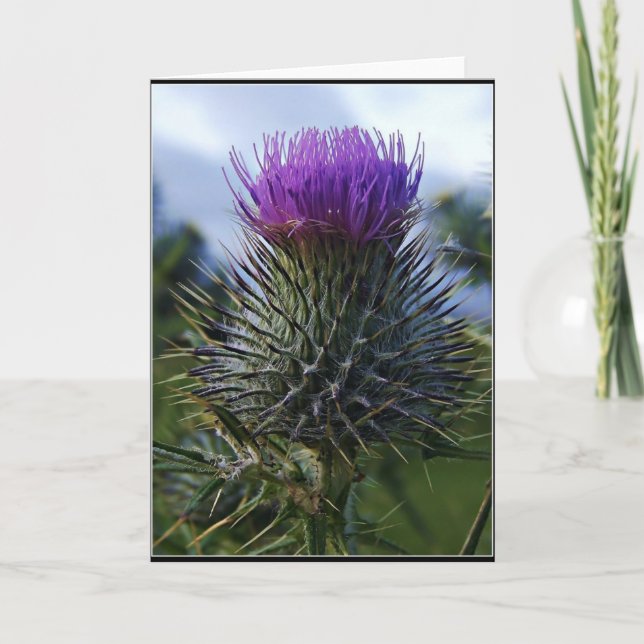 Scottish Thistle Fine Art Photography Card (Front)