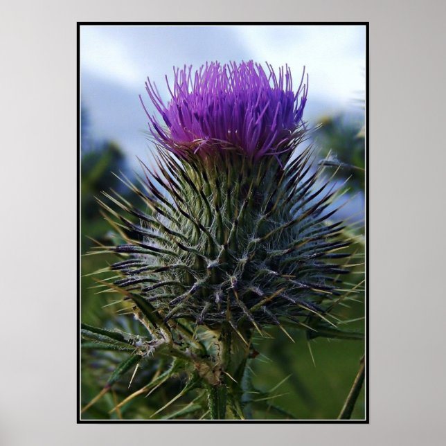 Scottish Thistle Fine Art Photography Poster (Front)