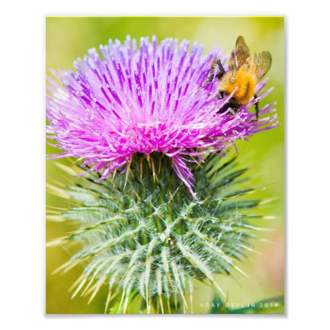 Scottish Thistle Photo Print (Front)