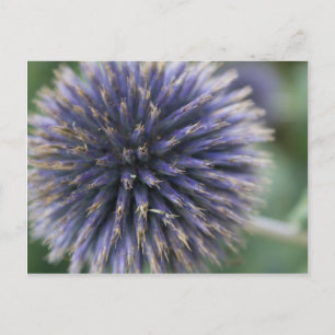 Scottish Thistle Postcard