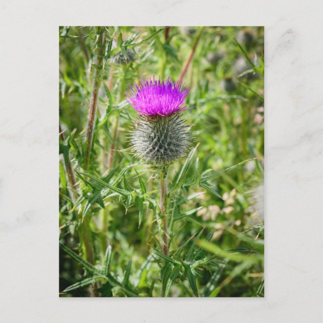 Scottish Thistle Postcard (Front)