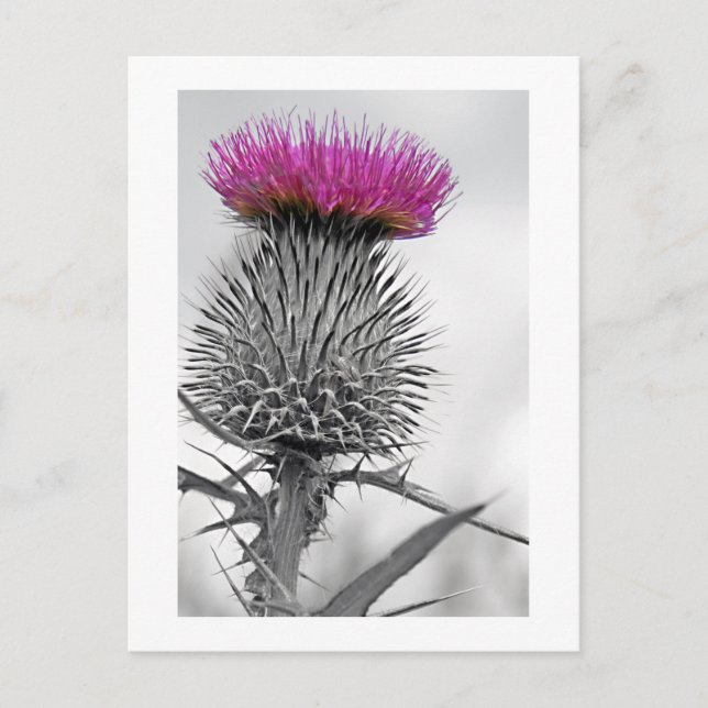 Scottish Thistle Postcard (Front)
