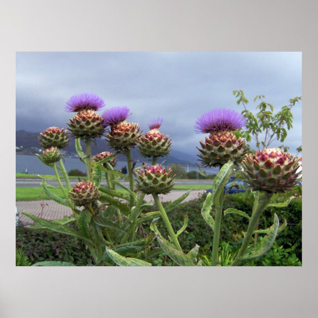 Scottish thistle poster (Front)