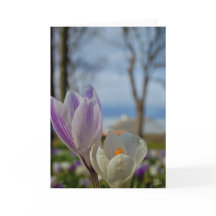 Scottish Tulips [Greeting Card]