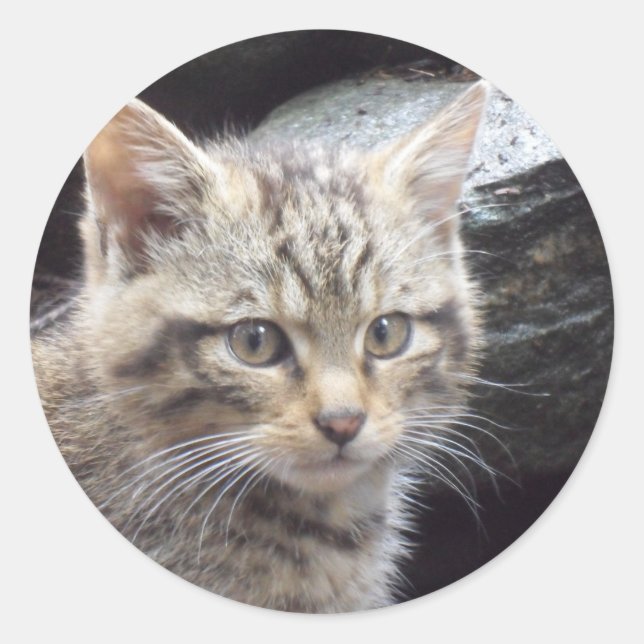 Scottish Wildcat Classic Round Sticker (Front)