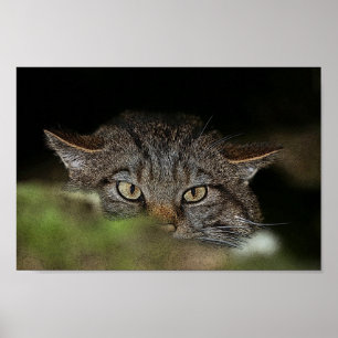 Scottish wildcat poster