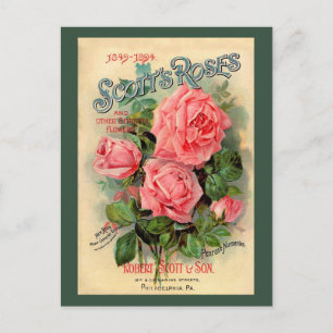 Scotts Roses Advertisement Postcard