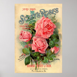 Scotts Roses Advertisement Poster