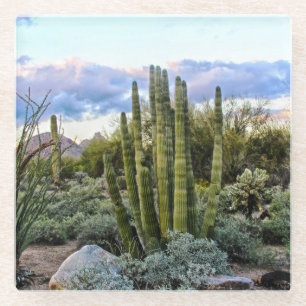 Scottsdale Succulent Sunset Glass Coaster
