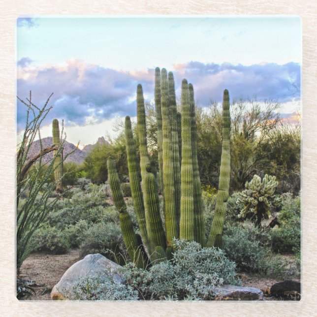 Scottsdale Succulent Sunset Glass Coaster (Front)