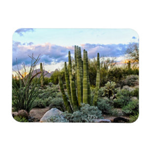 Scottsdale succulent Sunset Magnet