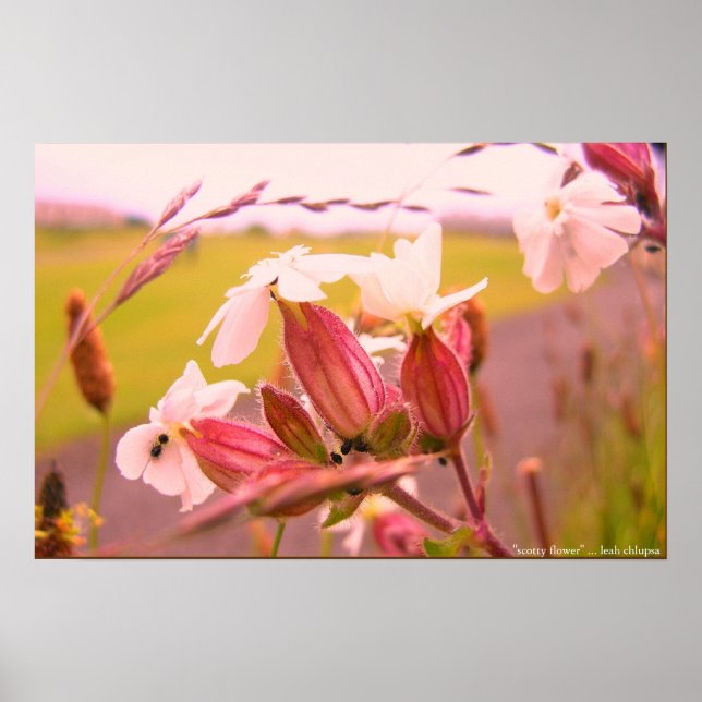 scotty flower poster (Front)