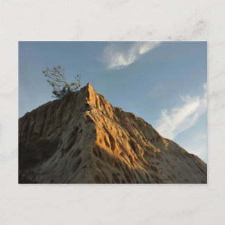 Scraggly Torrey Pine at Sunset California Coast Postcard