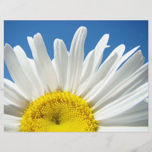 Scrapbook paper White Daisy Flowers Blue Sky (Front)