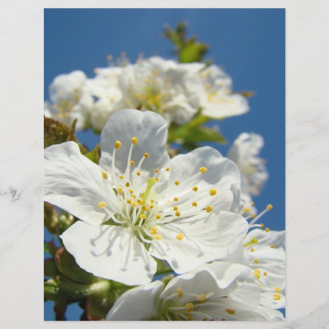 Scrapbook theme paper Cherry Blossoms Blue Sky (Front)