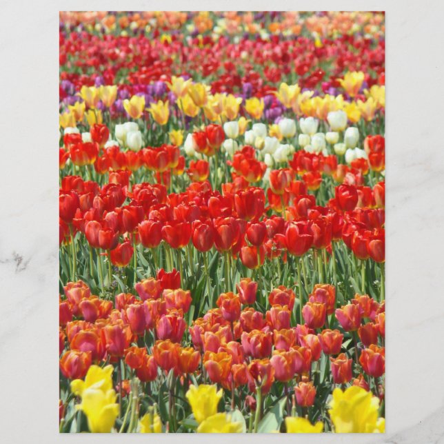 Scrapbooking Letterhead paper Colourful Tulip Flor (Front)