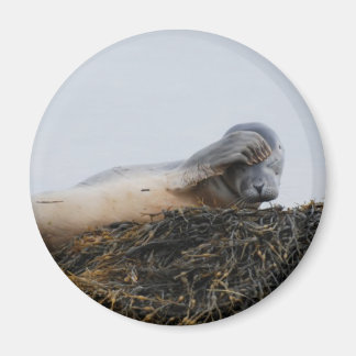 Scratching Seal Magnet
