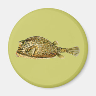 Scrawled Cowfish Magnet