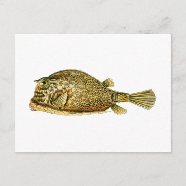 Scrawled Cowfish Postcard (Front)