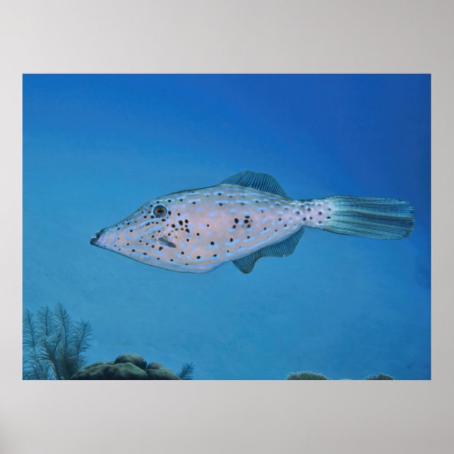 Scrawled Filefish Poster (Front)