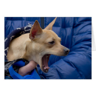 Screaming Chihuahua