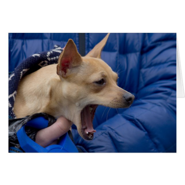 Screaming Chihuahua (Front Horizontal)