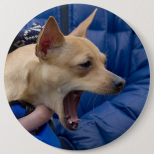 Screaming Chihuahua 6 Cm Round Badge