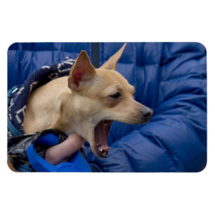 Screaming Chihuahua Magnet
