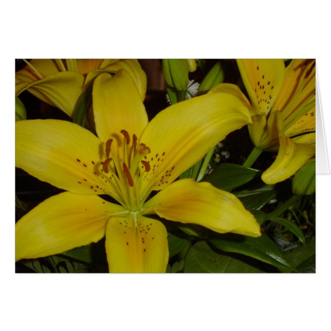 Screaming Lily (Front Horizontal)