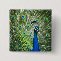 Screaming peacock