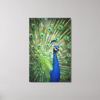 Screaming peacock canvas print