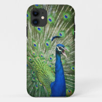 Screaming peacock