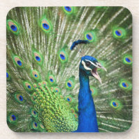 Screaming peacock