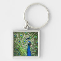 Screaming peacock