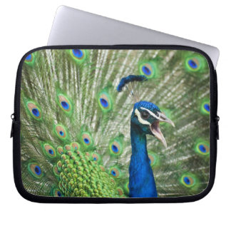 Screaming peacock laptop sleeve
