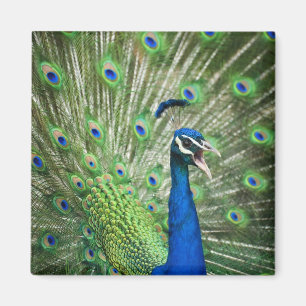 Screaming peacock magnet