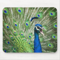 Screaming peacock