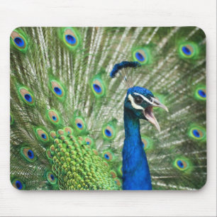 Screaming peacock mouse pad