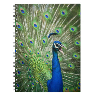 Screaming peacock notebook