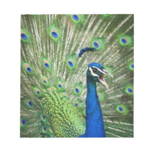 Screaming peacock notepad