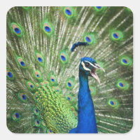 Screaming peacock