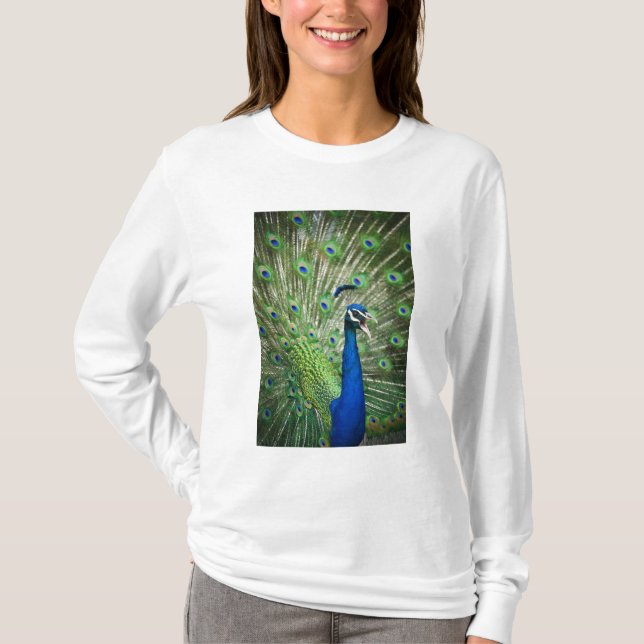 Screaming peacock T-Shirt (Front)