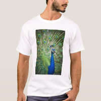 Screaming peacock