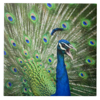 Screaming peacock tile
