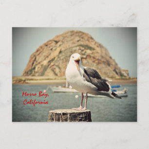 Screaming Seagull Morro Bay, California Postcard